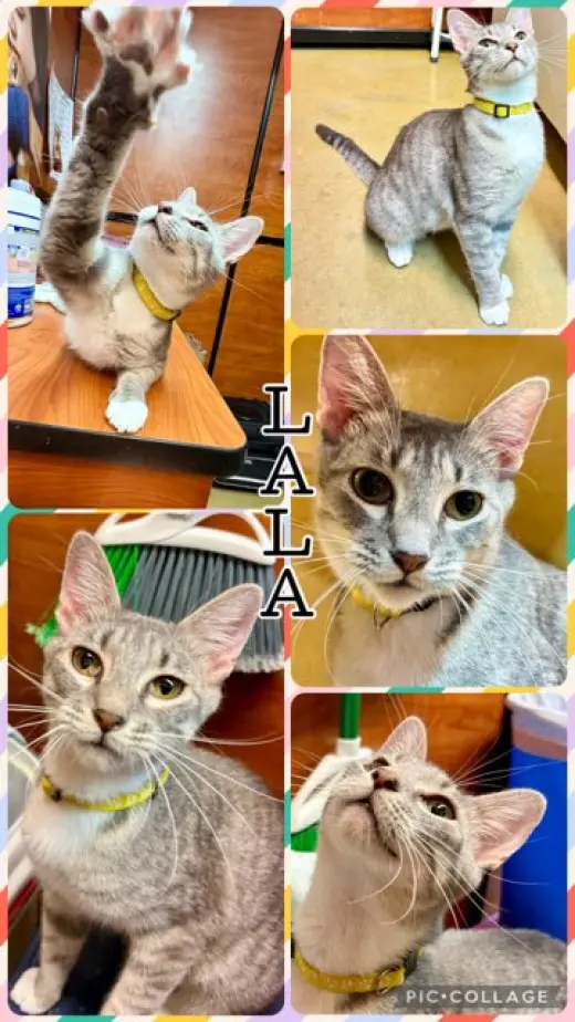 LALA