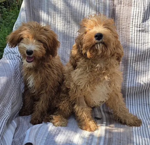 Mini goldendoodle Male or Female