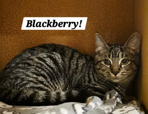 Blackberry