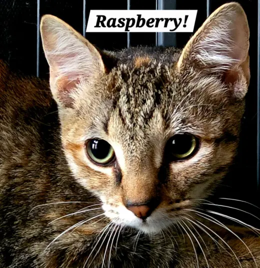 Raspberry