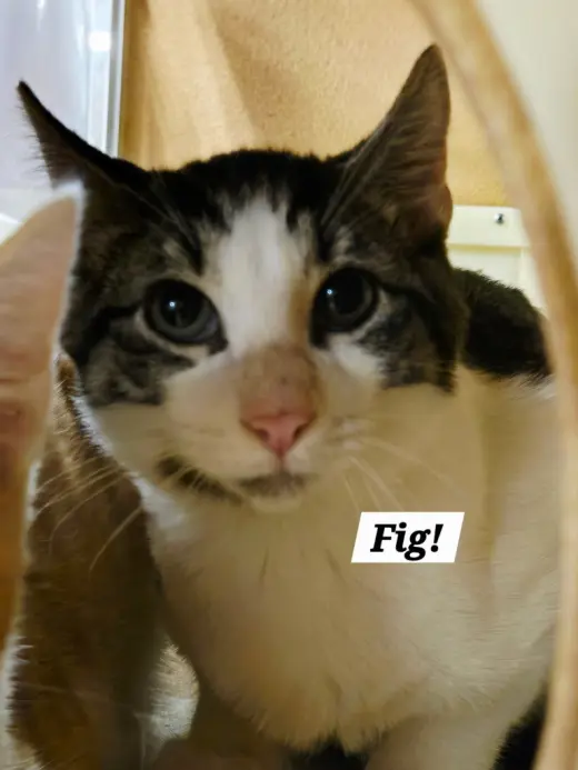 Fig