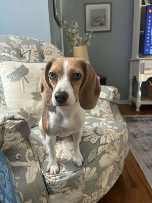 Daisy