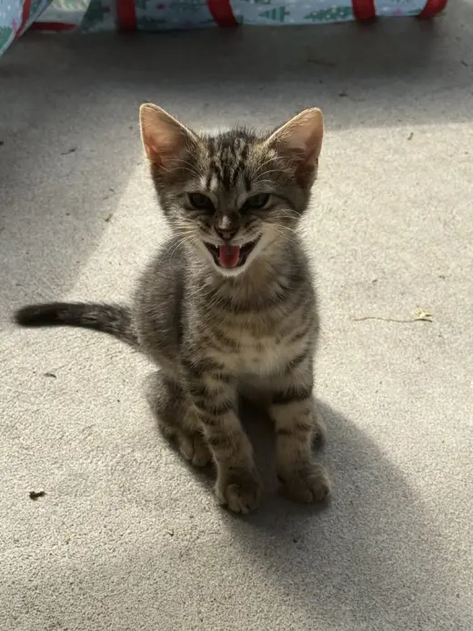 Bambi Kitties : Thumper