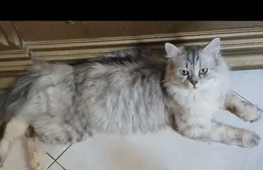 Lucy