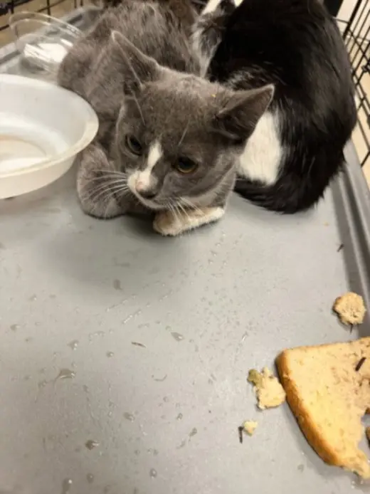 CAT 3