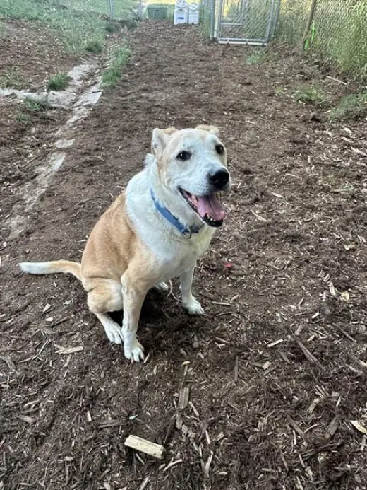 SADIE