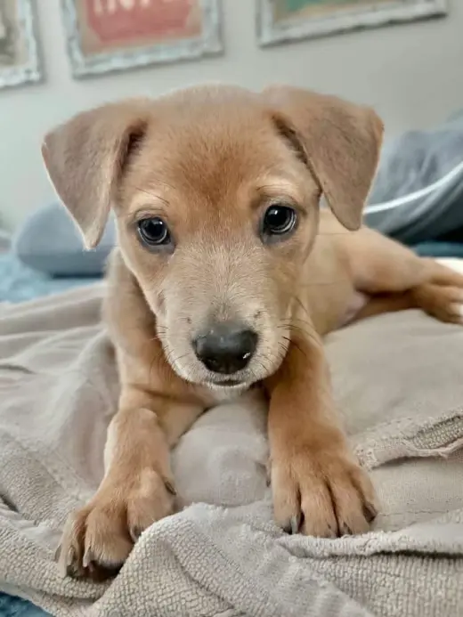 Heidi