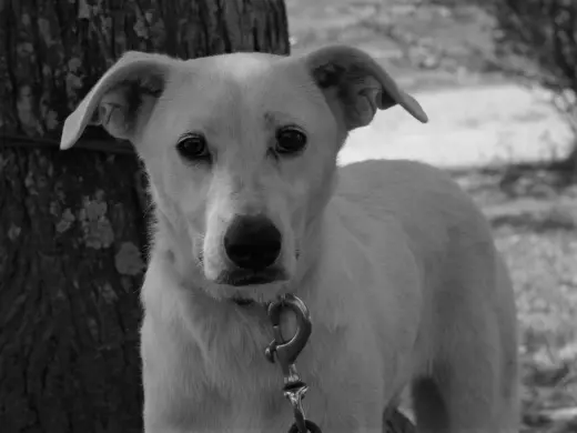 Dolly