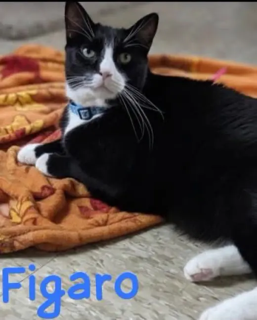 Figaro