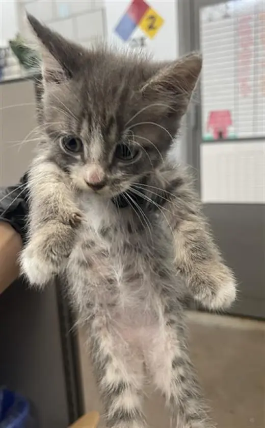 PEPPER