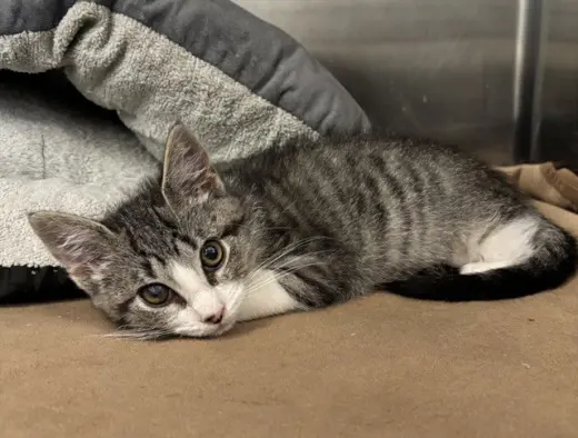 MARMALADE
