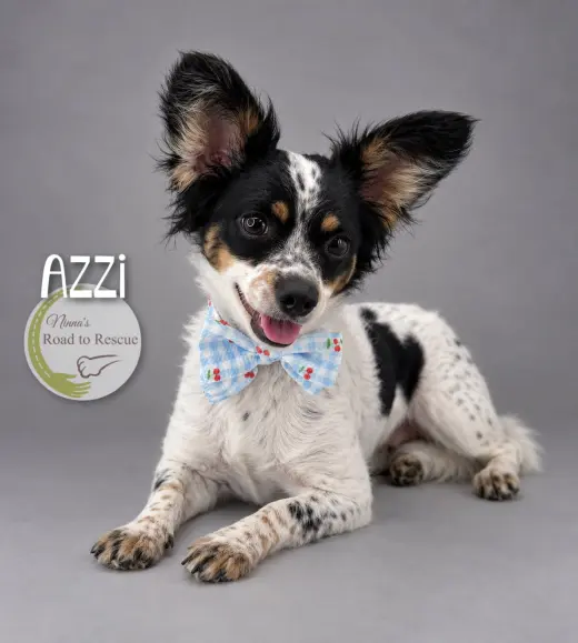 Azzi