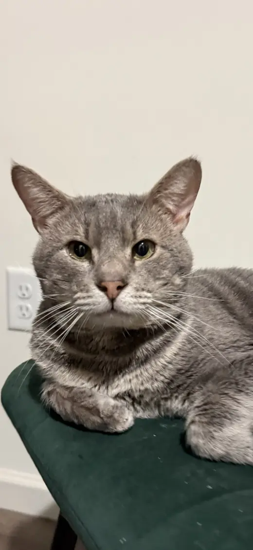 Percy - Meet at Petco Jonestown Road in Harrisburg