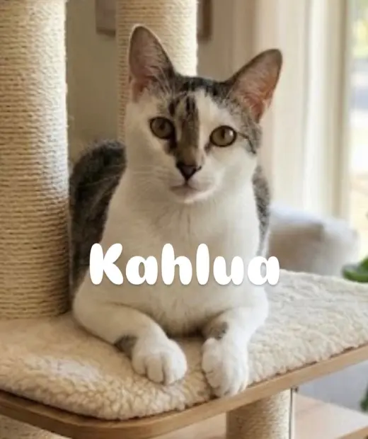 Kahlua