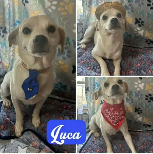 Lucio (Luca)
