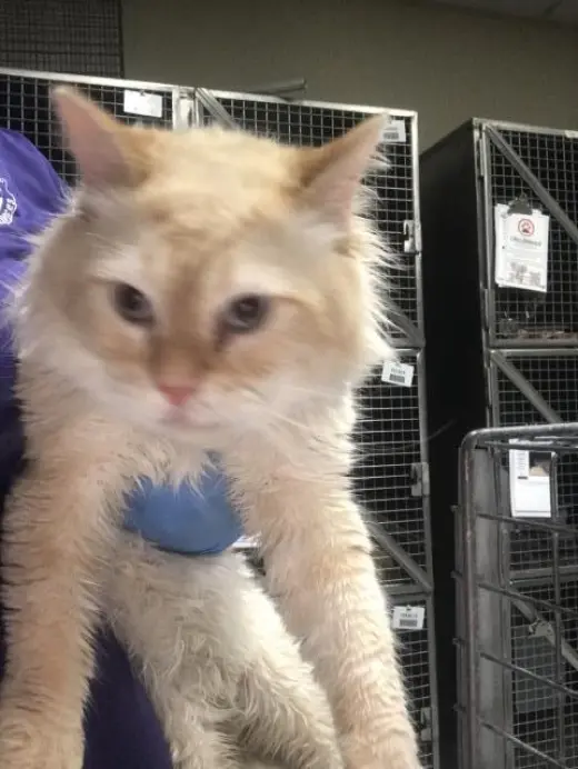 OXFORD