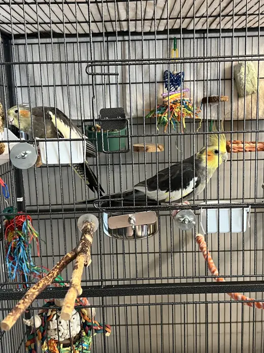 Coco and Mango