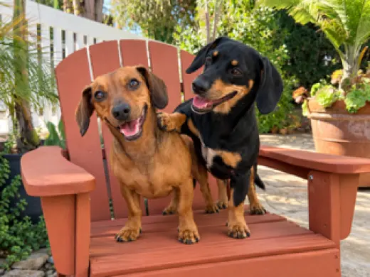 Flapjack (bonded with Chip) Santa Barbara
