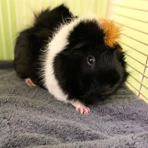 CHIP