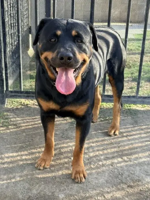 TINO