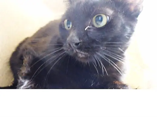 TOOTHLESS