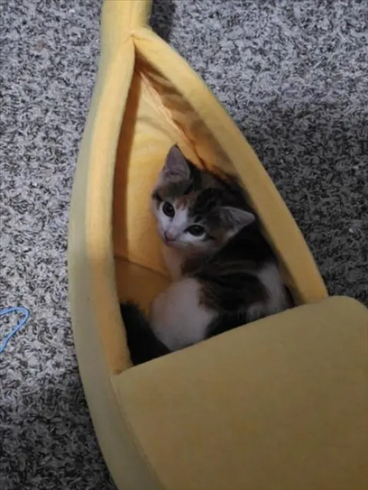 DORA