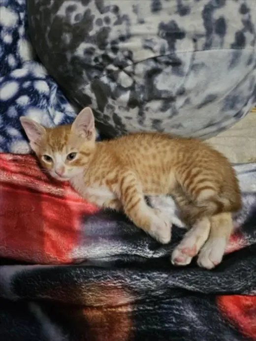 MIGUEL
