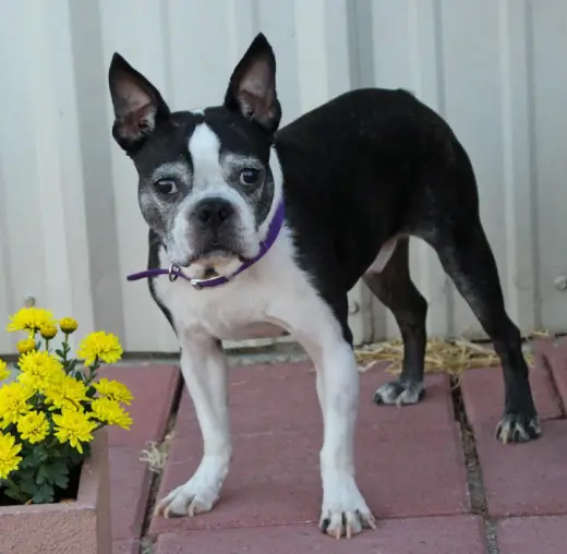 Koda in TX