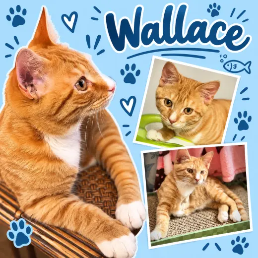 Wallace (FCID# 07/13/2026 - 54 Middletown PS) DC
