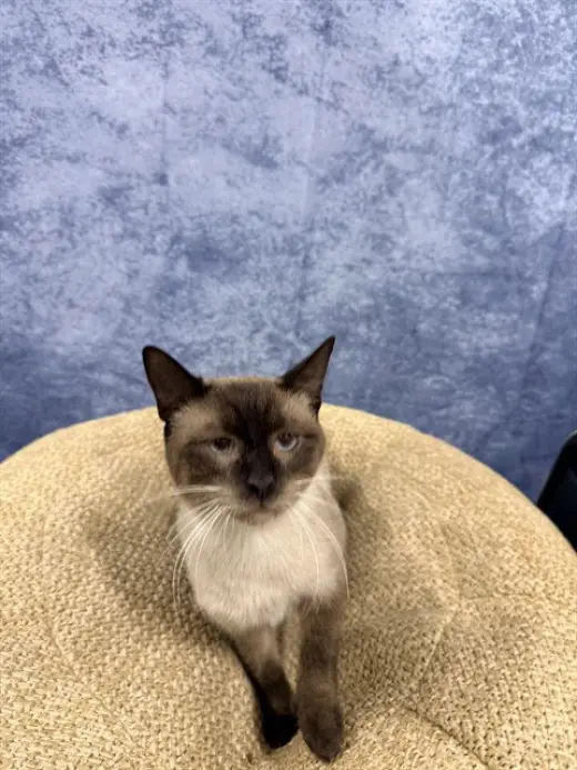ZORRO