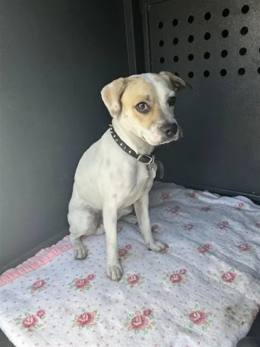 PUPPY