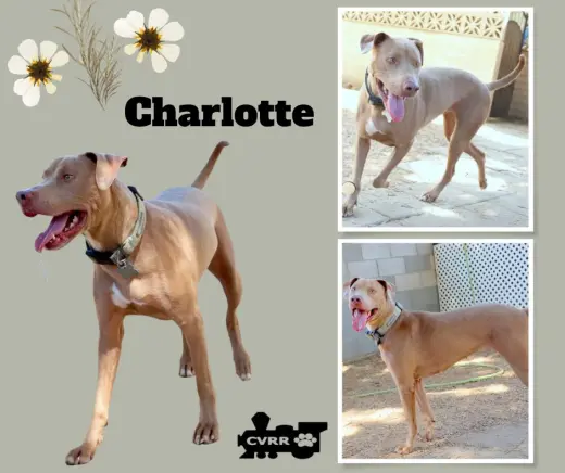 Charlotte