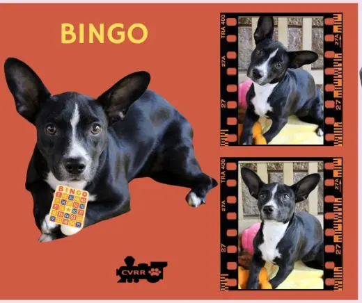 Bingo (Puppy)