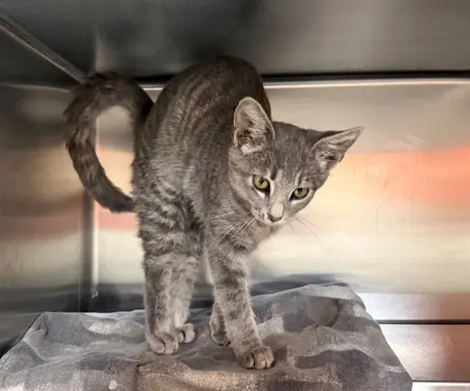 ZIRA