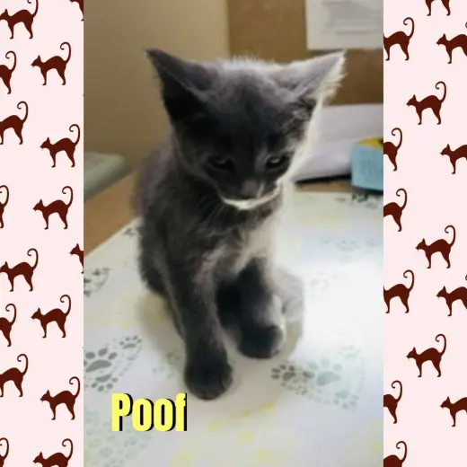 Poof