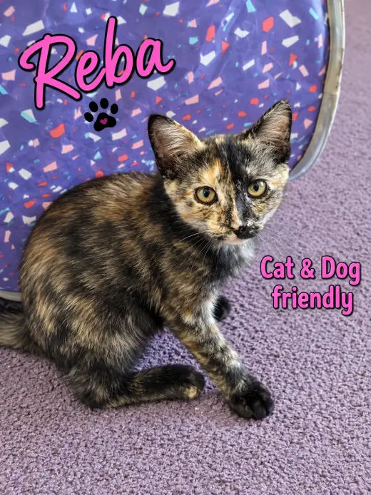 Reba, Willow Grove Area, (FCID 08/18/2026-111)