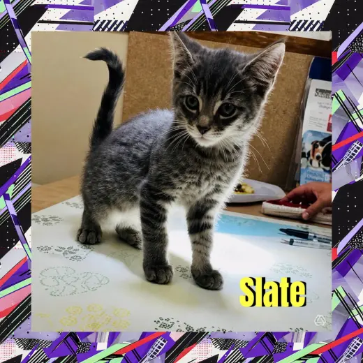 Slate