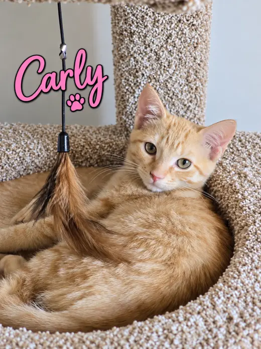 Carly, Willow Grove Area, (FCID 08/18/26-110)