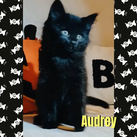 Audrey
