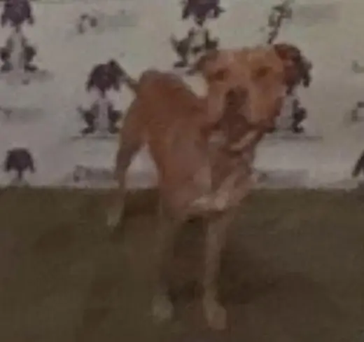 SCRAPPY