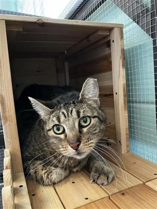 TOM