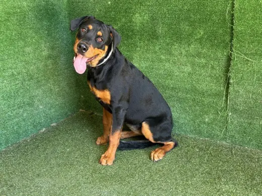 ROXY