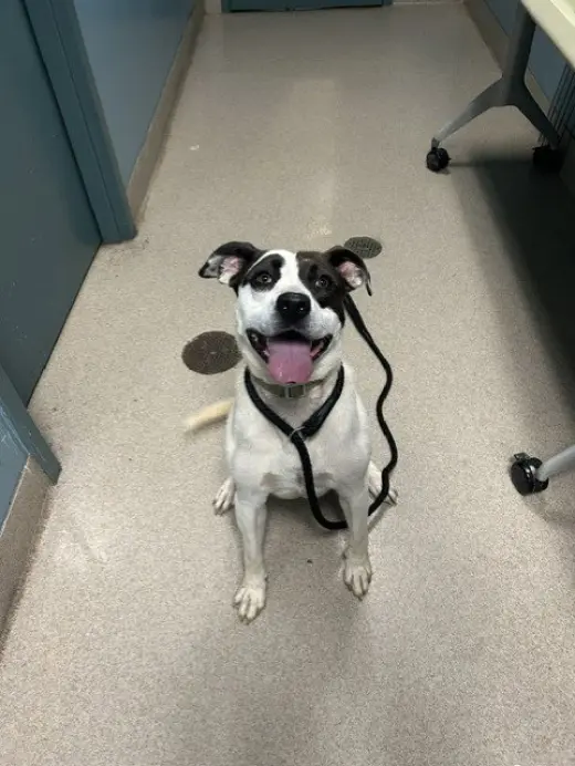 DOMINO