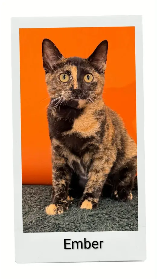 Ember