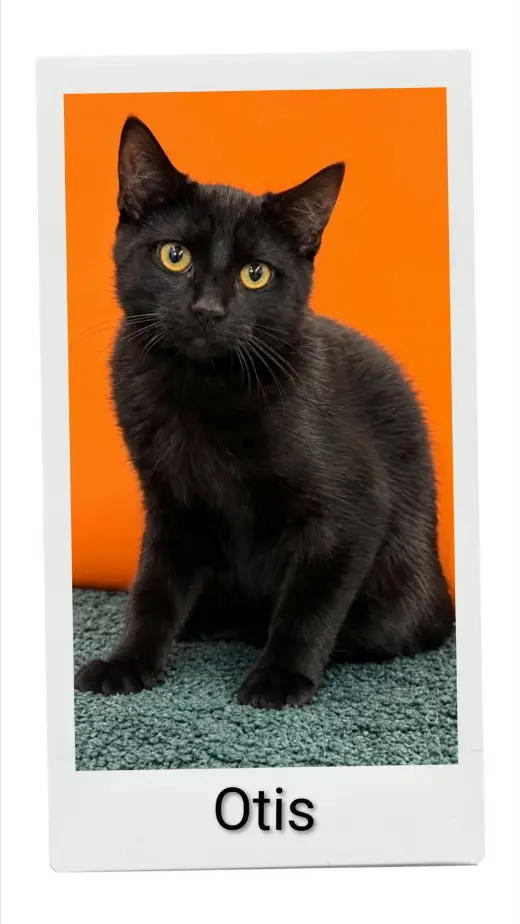 Otis