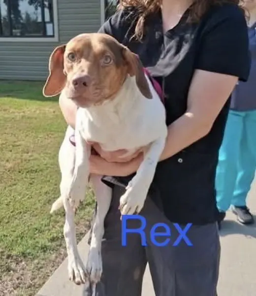 SF Rex