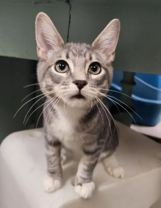Kitten 28075 (Baby Bubba)