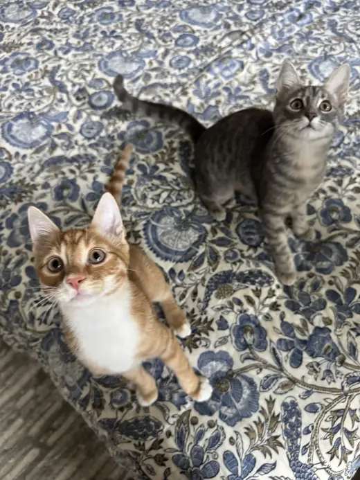 Ricky Meowtin & Olivia Pawdrigo
