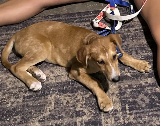Piper (P Litter)