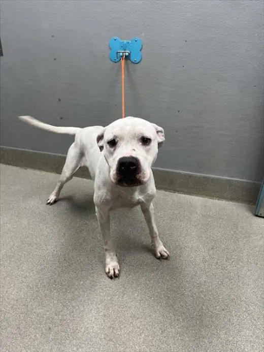 NILA
